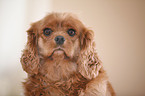 Cavalier King Charles Spaniel