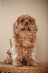 Cavalier King Charles Spaniel