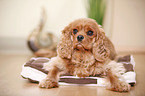 Cavalier King Charles Spaniel