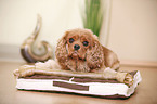 Cavalier King Charles Spaniel