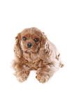 Cavalier King Charles Spaniel