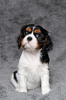 Cavalier King Charles Spaniel Puppy