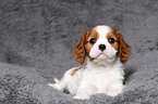 Cavalier King Charles Spaniel Puppy