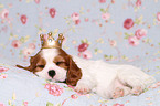 Cavalier King Charles Spaniel Puppy