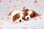 Cavalier King Charles Spaniel Puppies