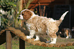 Cavalier King Charles Spaniel Puppy