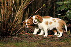 Cavalier King Charles Spaniel Puppies