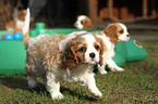 Cavalier King Charles Spaniel Puppies