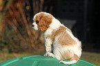 Cavalier King Charles Spaniel Puppy