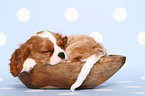 Cavalier King Charles Spaniel puppy