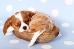 Cavalier King Charles Spaniel puppy