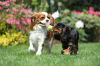 playing Cavalier King Charles Spaniel