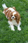 lying Cavalier King Charles Spaniel