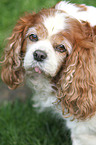 Cavalier King Charles Spaniel Portrait