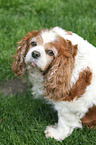 sitting Cavalier King Charles Spaniel