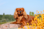 lying Cavalier King Charles Spaniel