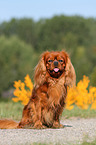 sitting Cavalier King Charles Spaniel