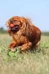 plaing Cavalier King Charles Spaniel