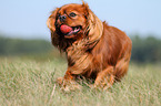 plaing Cavalier King Charles Spaniel