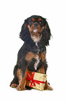 sitting Cavalier King Charles Spaniel