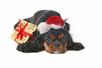 lying Cavalier King Charles Spaniel