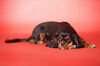 lying Cavalier King Charles Spaniel