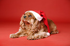 lying Cavalier King Charles Spaniel