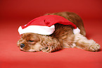 sleeping Cavalier King Charles Spaniel