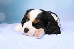 Cavalier King Charles Spaniel Puppy