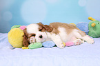 Cavalier King Charles Spaniel Puppy