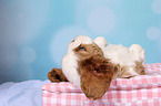 Cavalier King Charles Spaniel Puppy