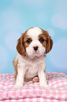 Cavalier King Charles Spaniel Puppy