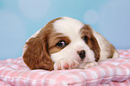 Cavalier King Charles Spaniel Puppy