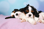 Cavalier King Charles Spaniel Puppy