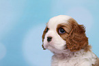 Cavalier King Charles Spaniel Puppy