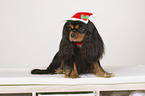 sitting Cavalier King Charles Spaniel