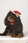 sitting Cavalier King Charles Spaniel