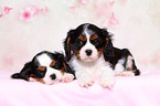 Cavalier King Charles Spaniel Puppies