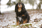 Cavalier King Charles Spaniel