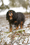 Cavalier King Charles Spaniel