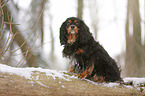 Cavalier King Charles Spaniel