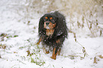 Cavalier King Charles Spaniel