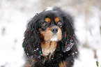 Cavalier King Charles Spaniel