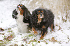 Cavalier King Charles Spaniel