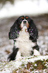 Cavalier King Charles Spaniel