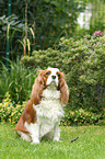 sitting Cavalier King Charles Spaniel