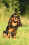 sitting Cavalier King Charles Spaniel