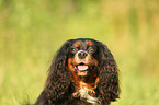 Cavalier King Charles Spaniel Portrait