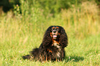 sitting Cavalier King Charles Spaniel