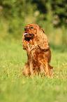 sitting Cavalier King Charles Spaniel